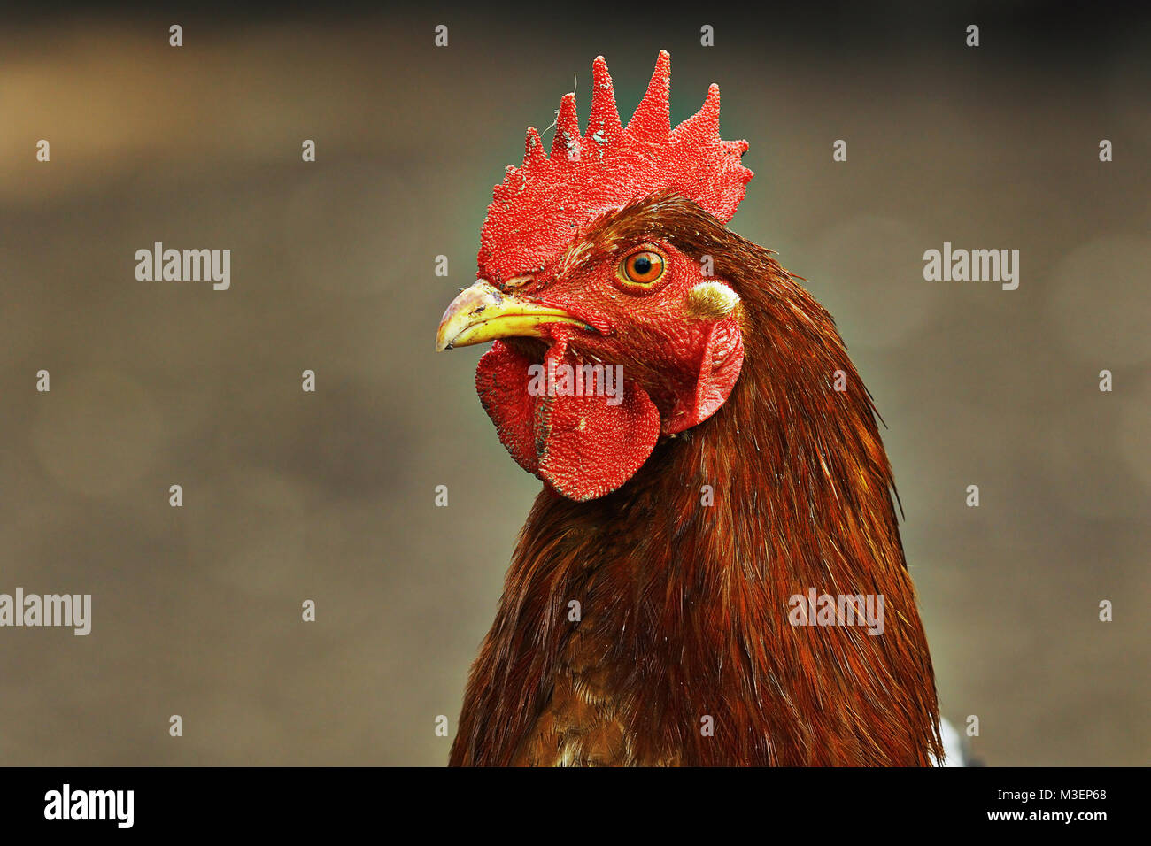 Portrait de poule de couleur marron sur fond flou ; image prise à la ferme bio, sur free bird Banque D'Images