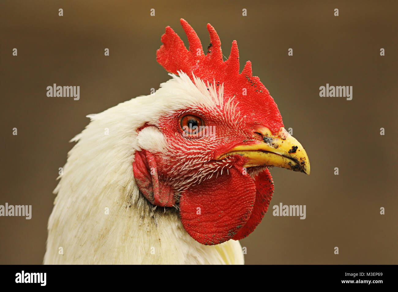 Portrait de poule blanche sur fond flou, image prise à la ferme bio sur un oiseau au bec de nourriture pleine de boue Banque D'Images