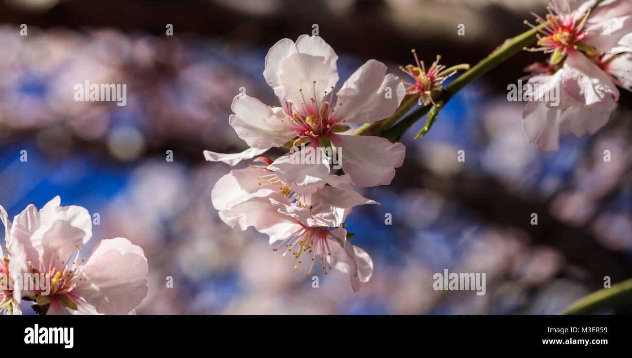 Printemps en fleurs. Fleurs de cerisier ou d'amande, l'arrière-plan flou, voir les détails Banque D'Images