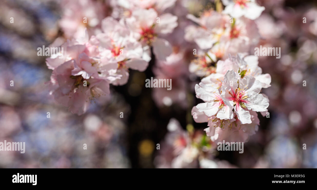 Printemps en fleurs. Fleurs de cerisier ou d'amande, l'arrière-plan flou, voir les détails Banque D'Images