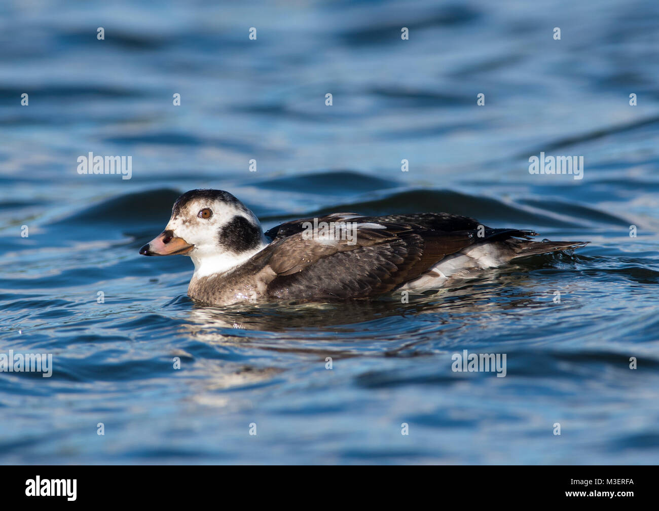 Mâle juvénile Long-Tailed Clangula hyemalis sur un lac en hiver soleil Dorset England UK. Banque D'Images