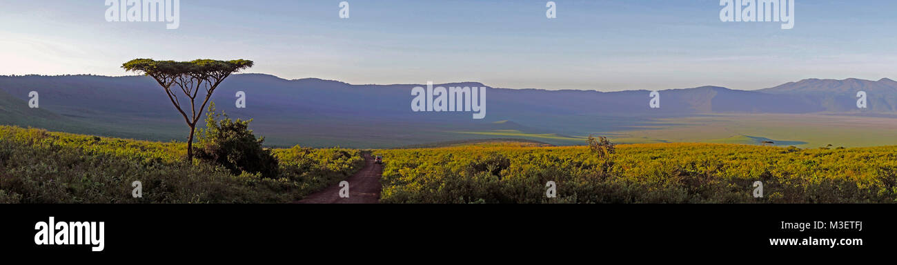 Umbrella acacia le long de la route dans le cratère du Ngorongoro, vue panoramique Vista. Banque D'Images