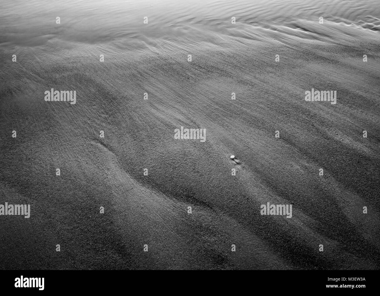 Shell Lonely Banque D'Images