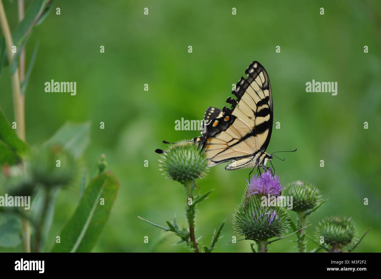 Papillon noir et jaune sur une fleur pourpre Banque D'Images
