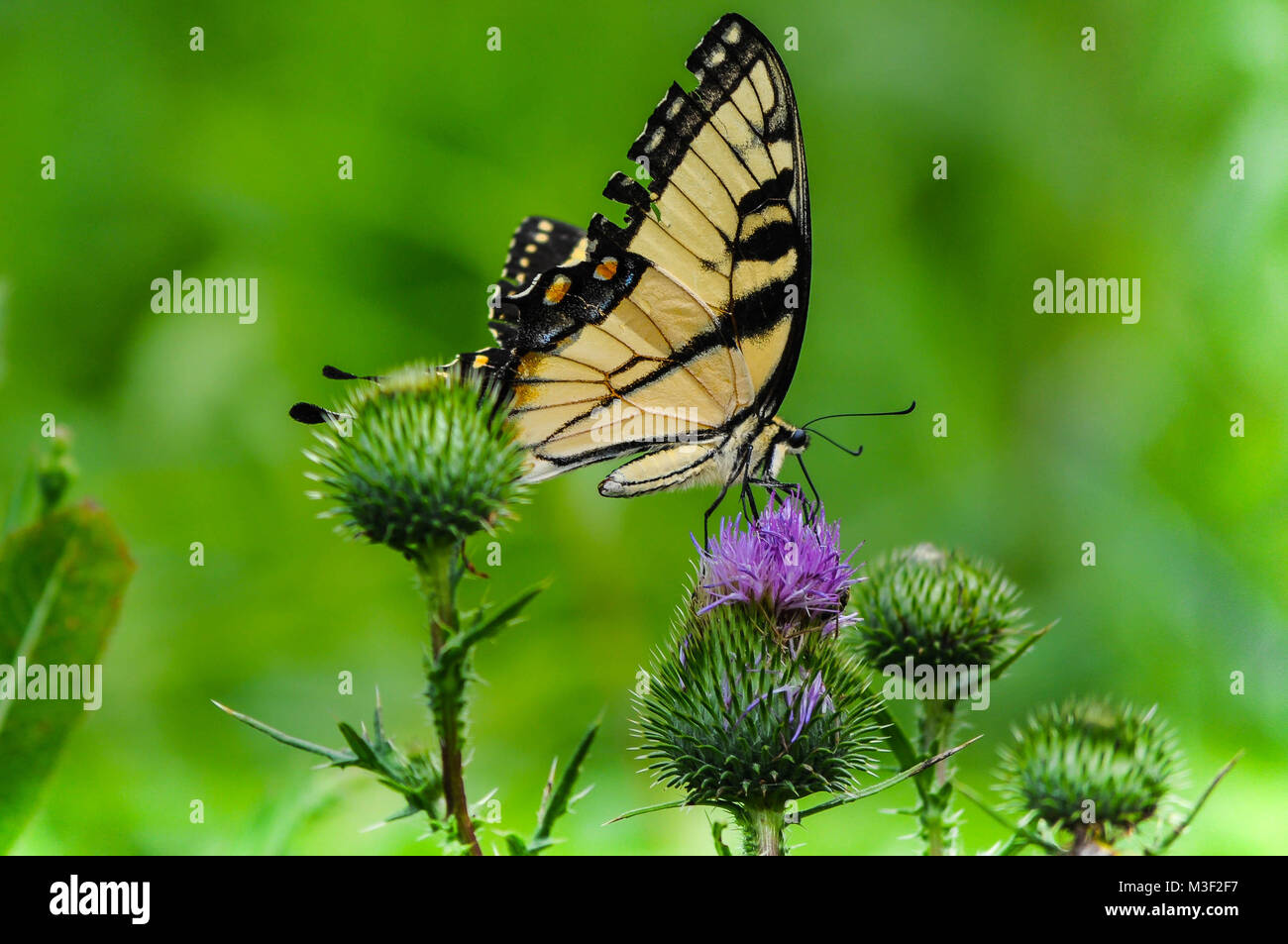 Papillon noir et jaune sur une fleur pourpre Banque D'Images