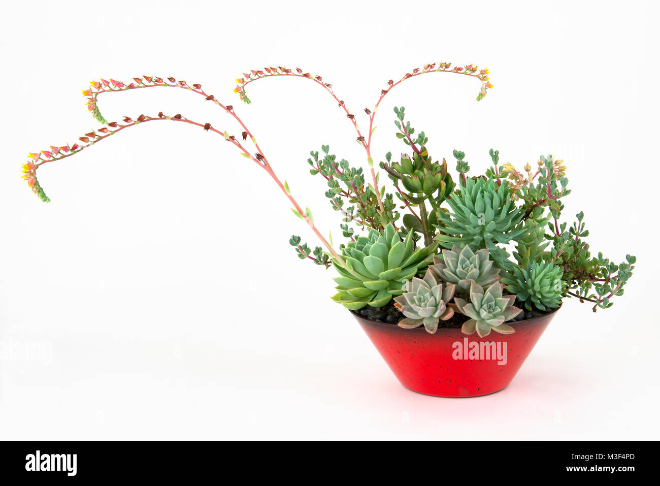 Arrangement spectaculaire d'un assortiment de plantes succulentes dans un pot de fleur rouge avec plusieurs coureurs de floraison, isolé sur blanc. Banque D'Images