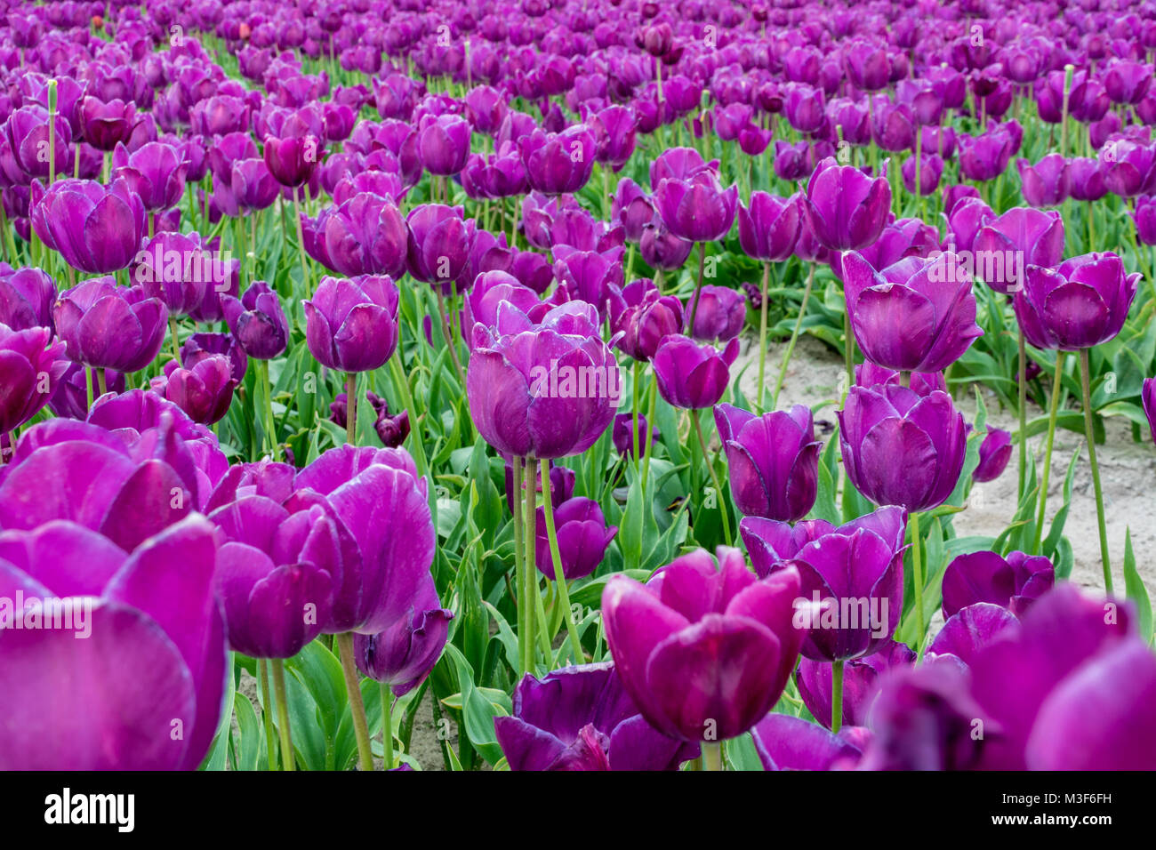 Tulpenzucht bei La Torche, Frankreich, Bretagne Banque D'Images