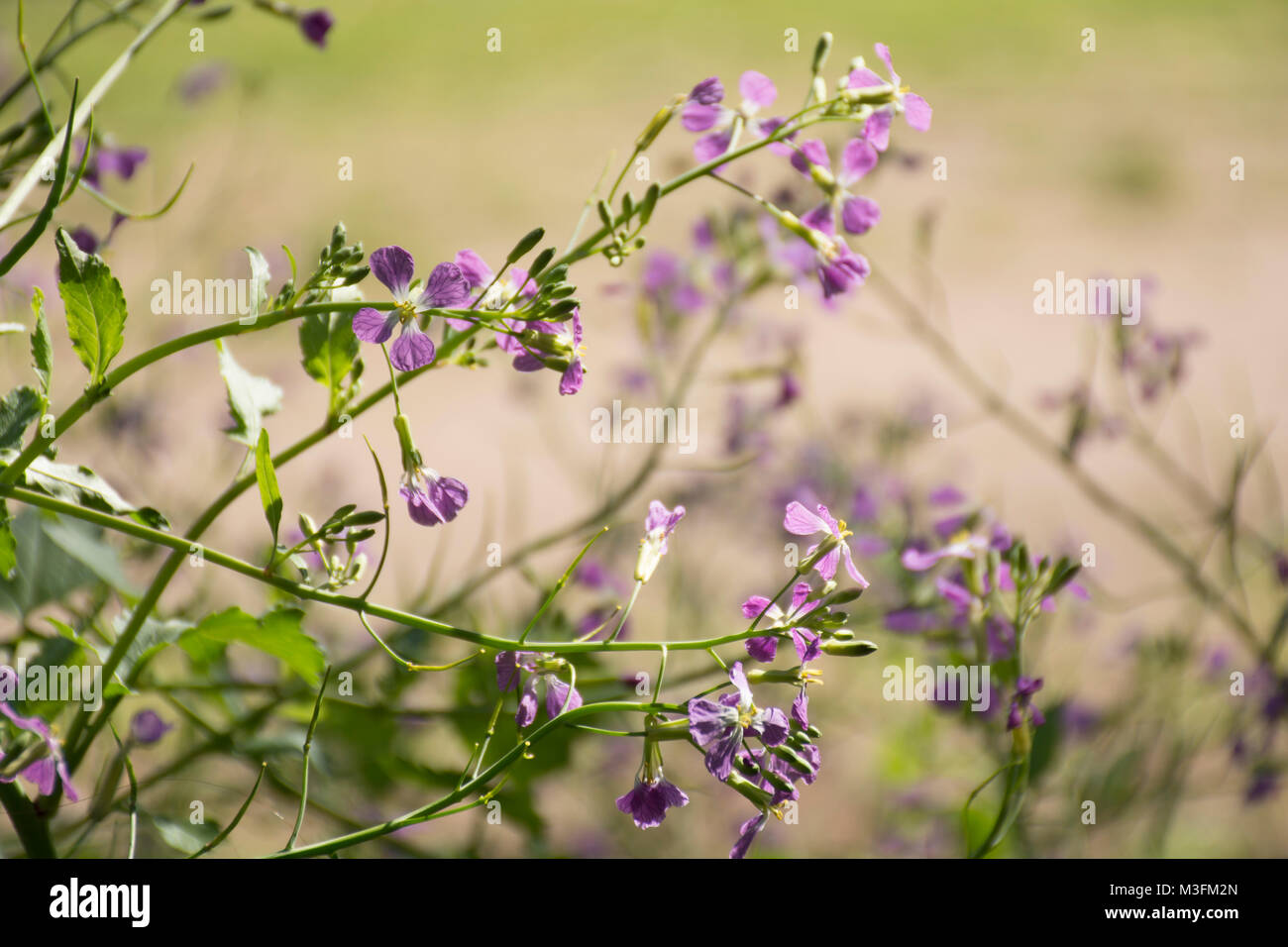 Jardin des fleurs de radis, Raphanus sativus Banque D'Images