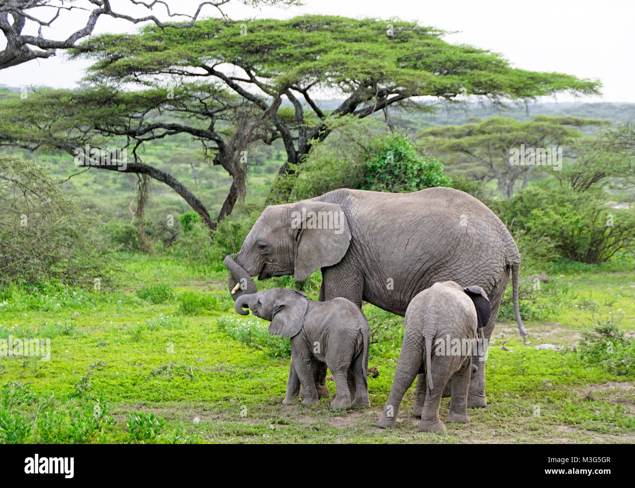 L'éléphant femelle mère avec deux veaux d'âges différents dans les plaines du Serengeti de Tanzanie. Banque D'Images