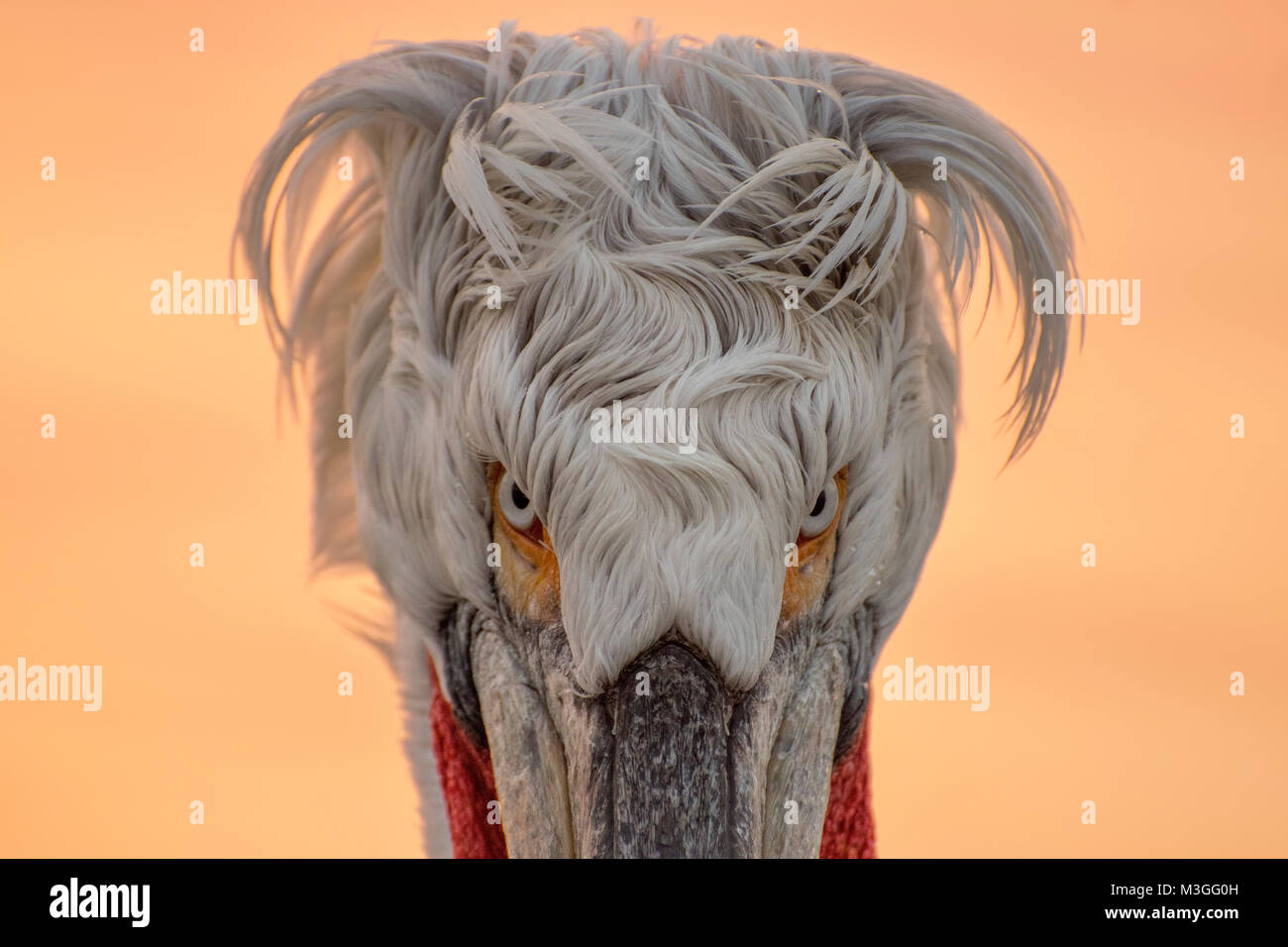 Portrait pélican frisé Banque D'Images