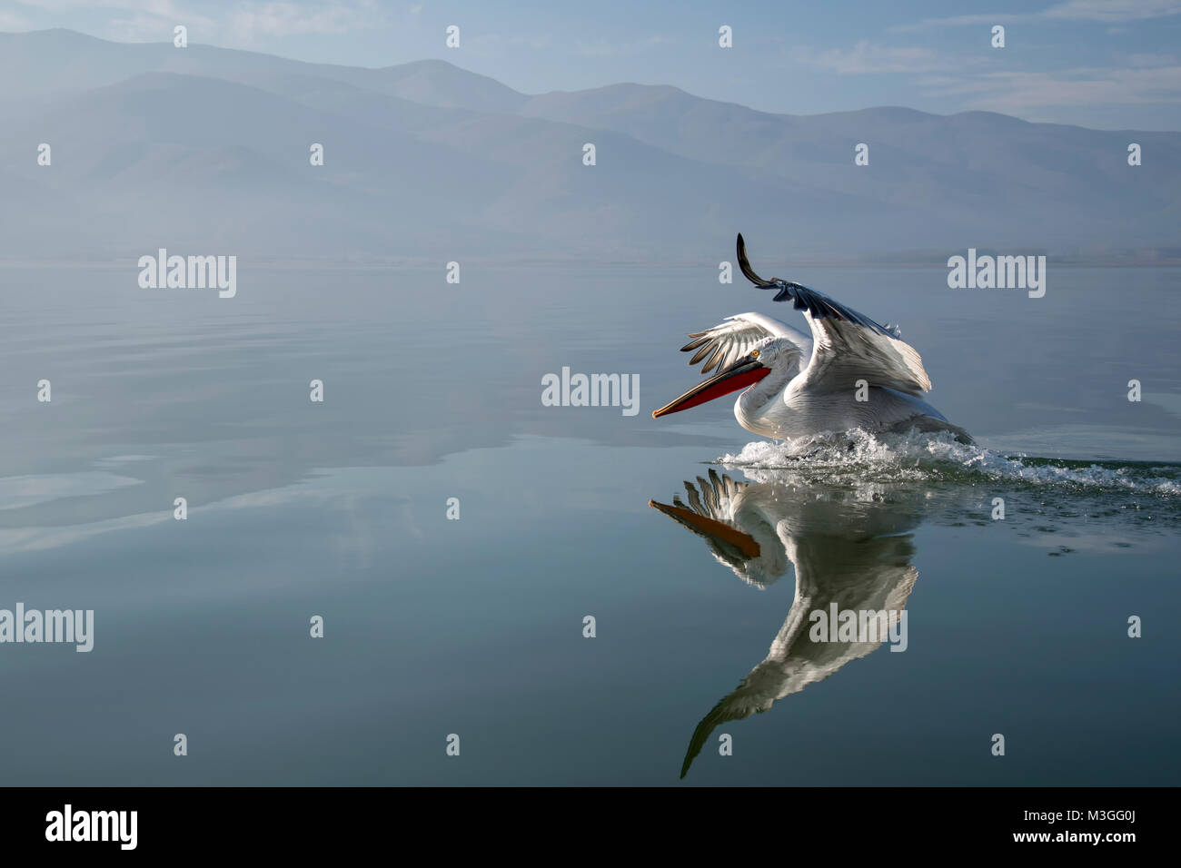 Pélican frisé Banque D'Images