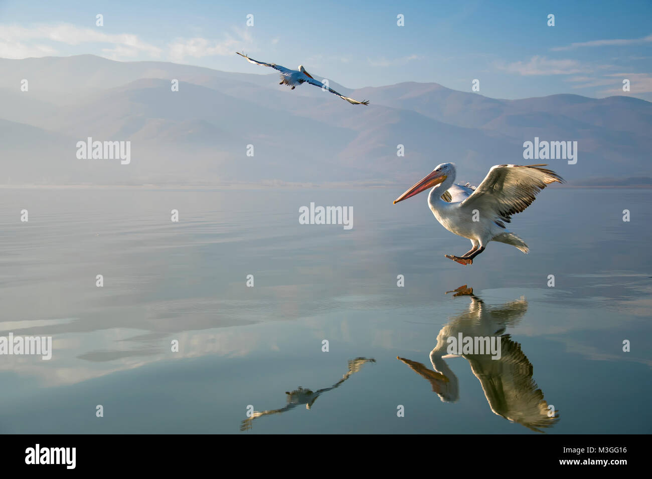 Pélican frisé Banque D'Images