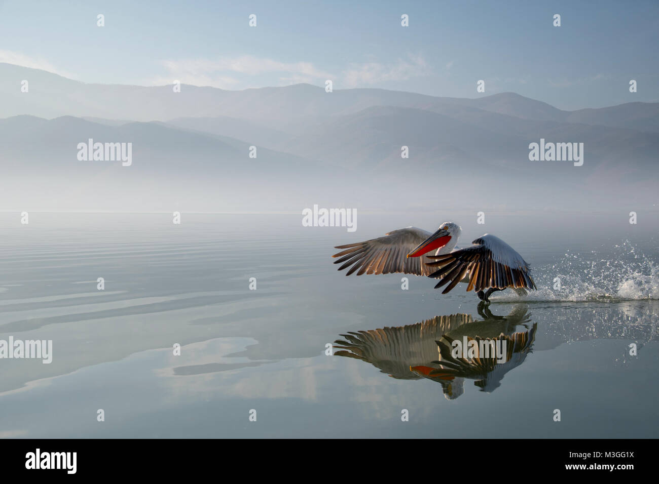 Pélican frisé Banque D'Images