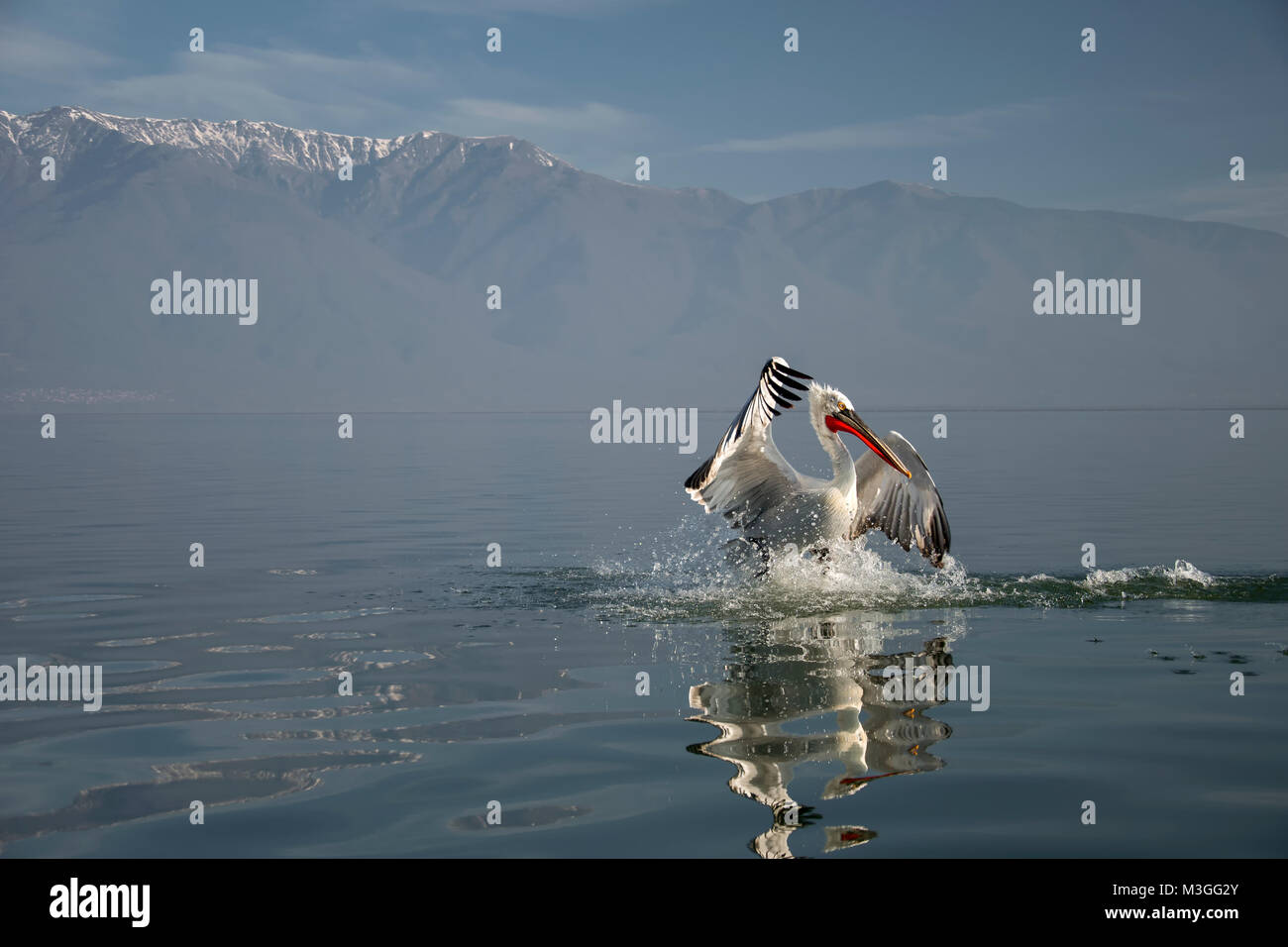 Pélican frisé Banque D'Images