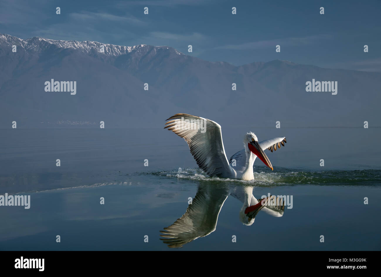 Pélican frisé Banque D'Images