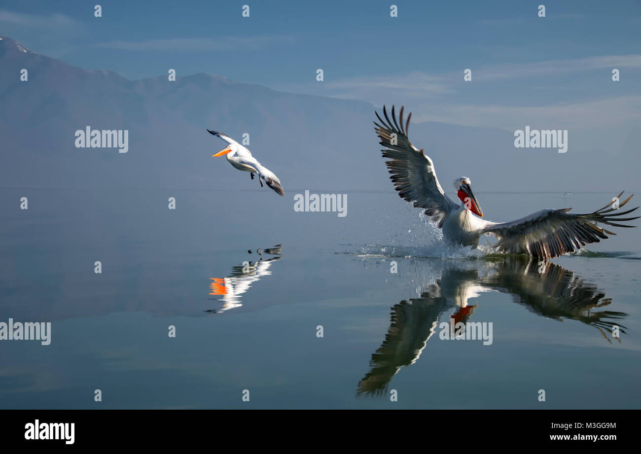 Pélican frisé Banque D'Images