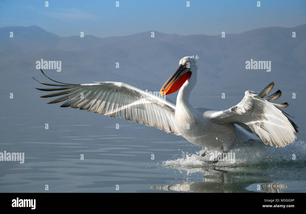 Pélican frisé Banque D'Images