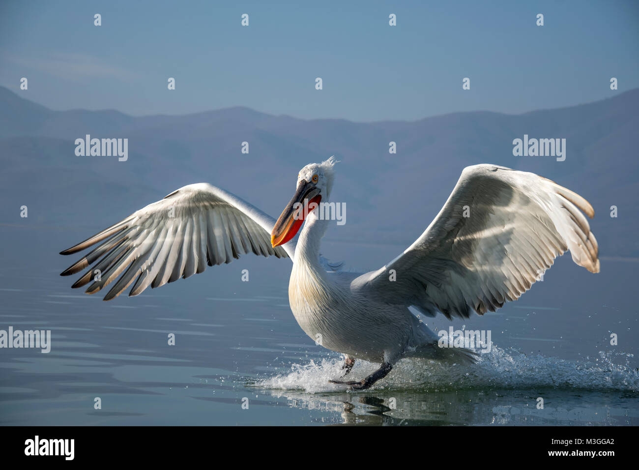 Pélican frisé Banque D'Images