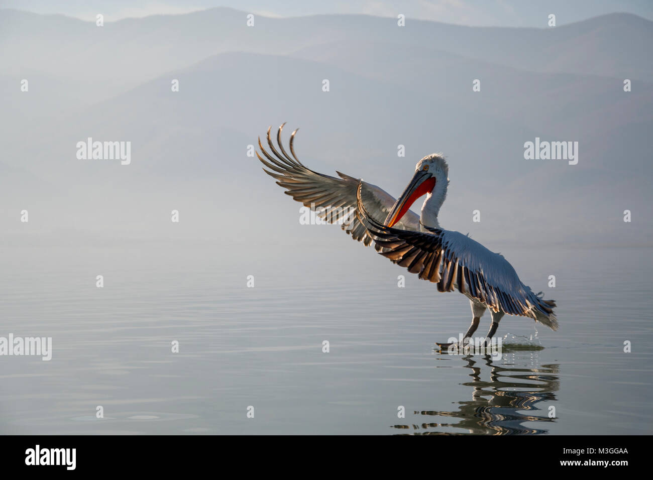 Pélican frisé Banque D'Images