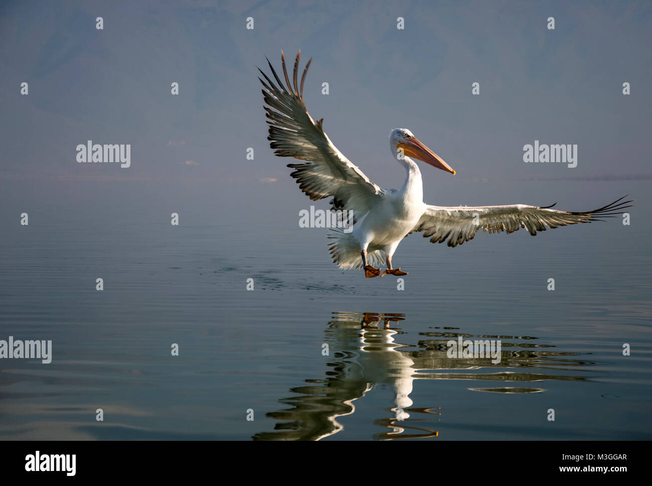 Pélican frisé Banque D'Images