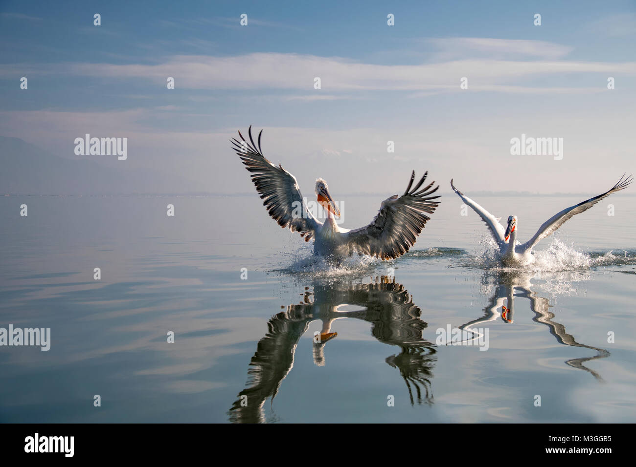 Pélican frisé Banque D'Images