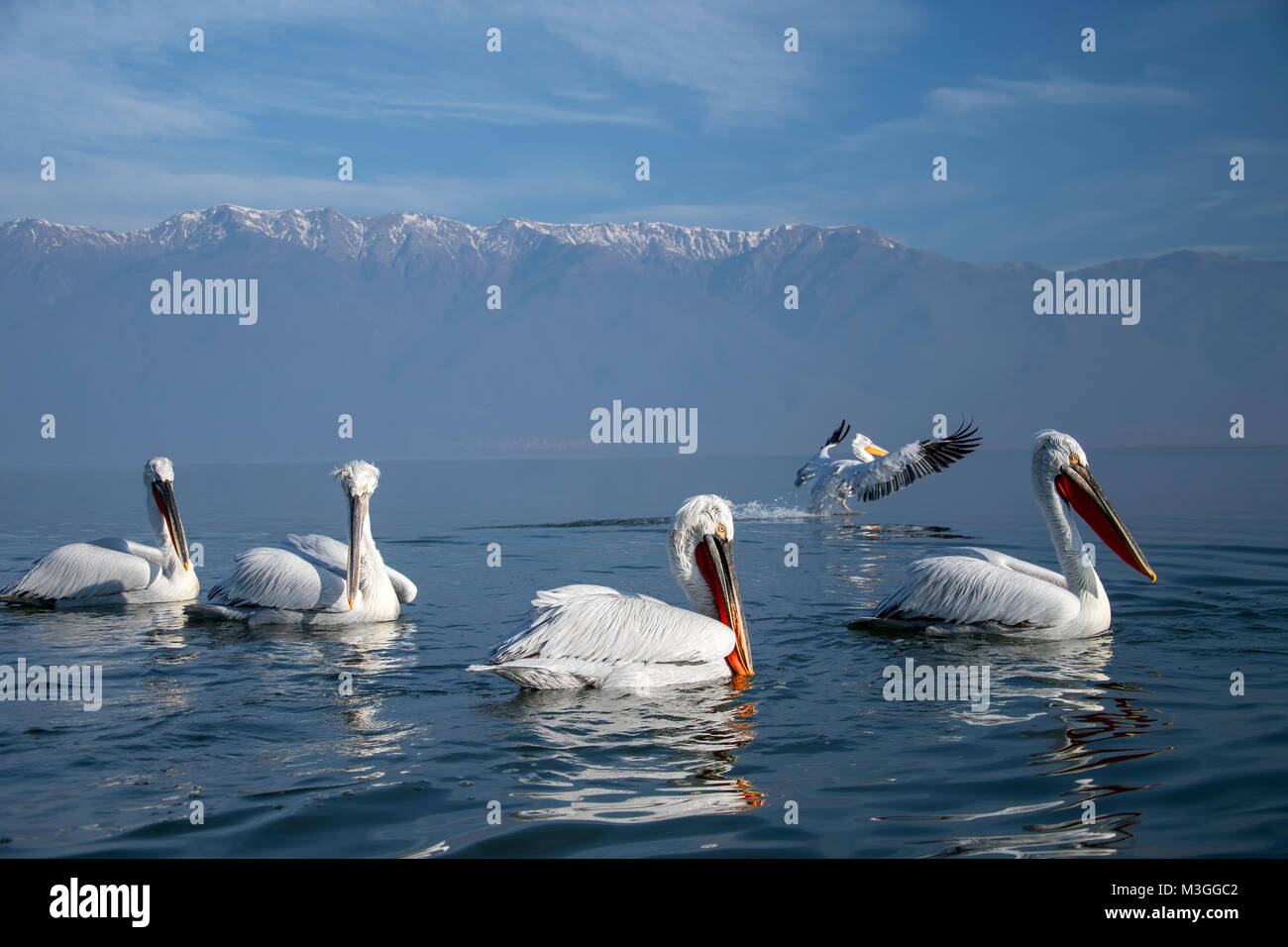 Pélican frisé Banque D'Images
