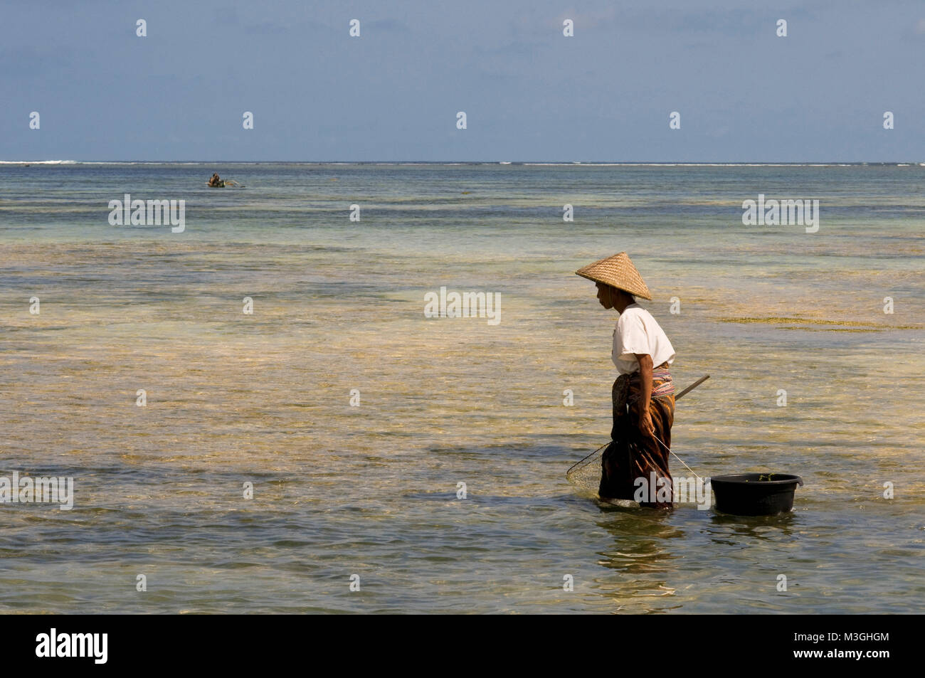 Les femmes doivent souvent marcher le long du rivage de la plage de Kuta, un pêcheur au sud de Lombok, à l'algue, qui est très apprécié pour la cuisson. Kuta Lombok, Indonésie Banque D'Images