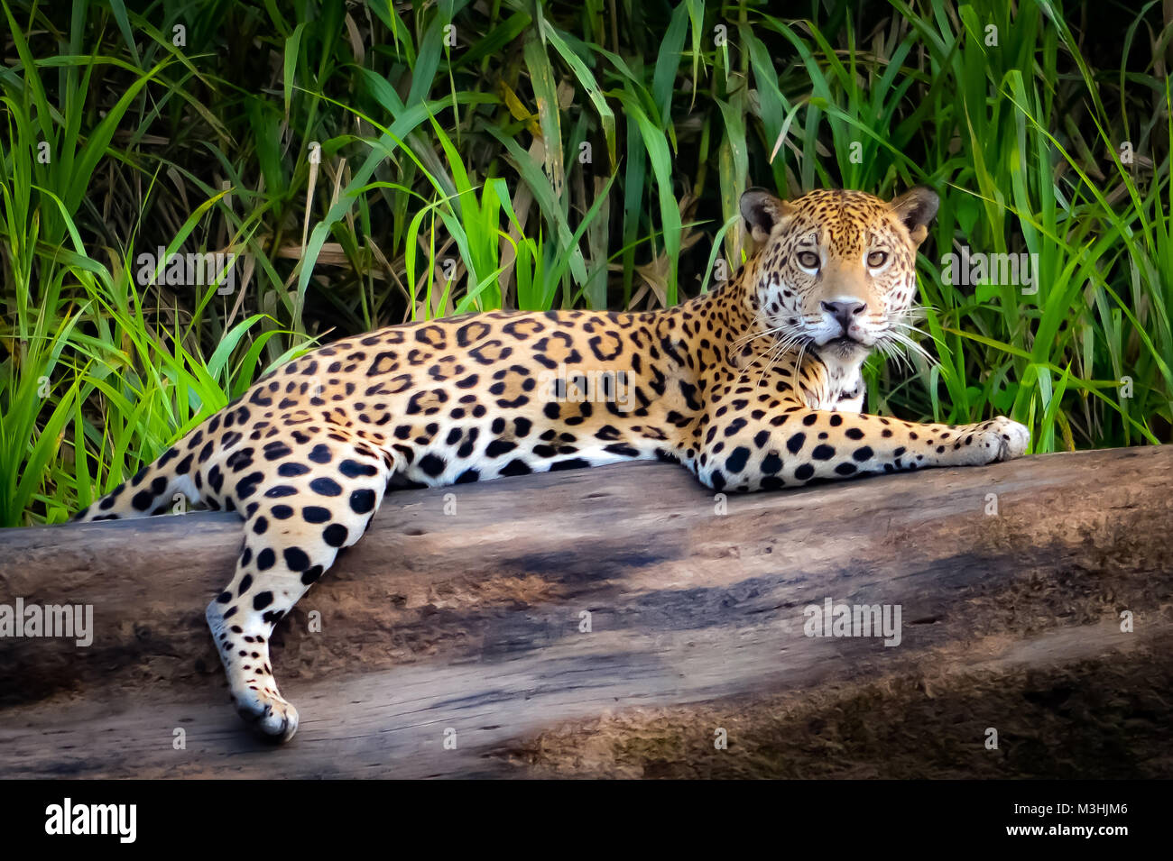 Un Jaguar se détend sur un tronc d'arbre sur les bords de la rivière Tambopata, Pérou Banque D'Images