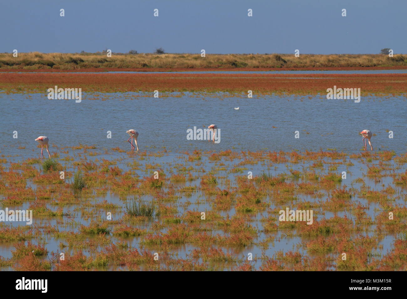 Flamants Roses en Camargue, Provence, France Banque D'Images