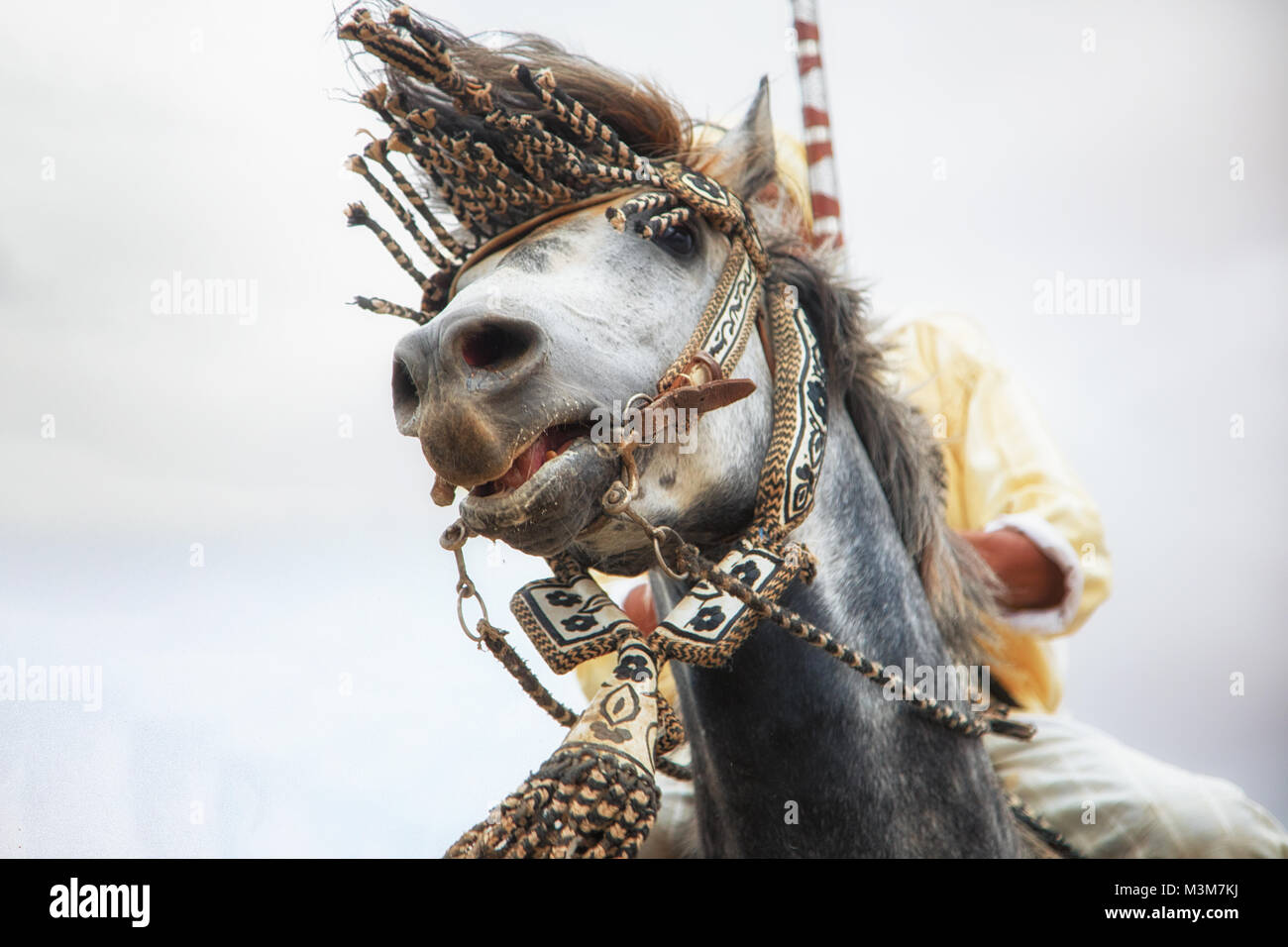 Chevaux et cavaliers le chargement avec les chevaux et le tir des fusils de guerre reproduisant des scènes d'attaque de Tbourida Mzoudia Maroc Banque D'Images