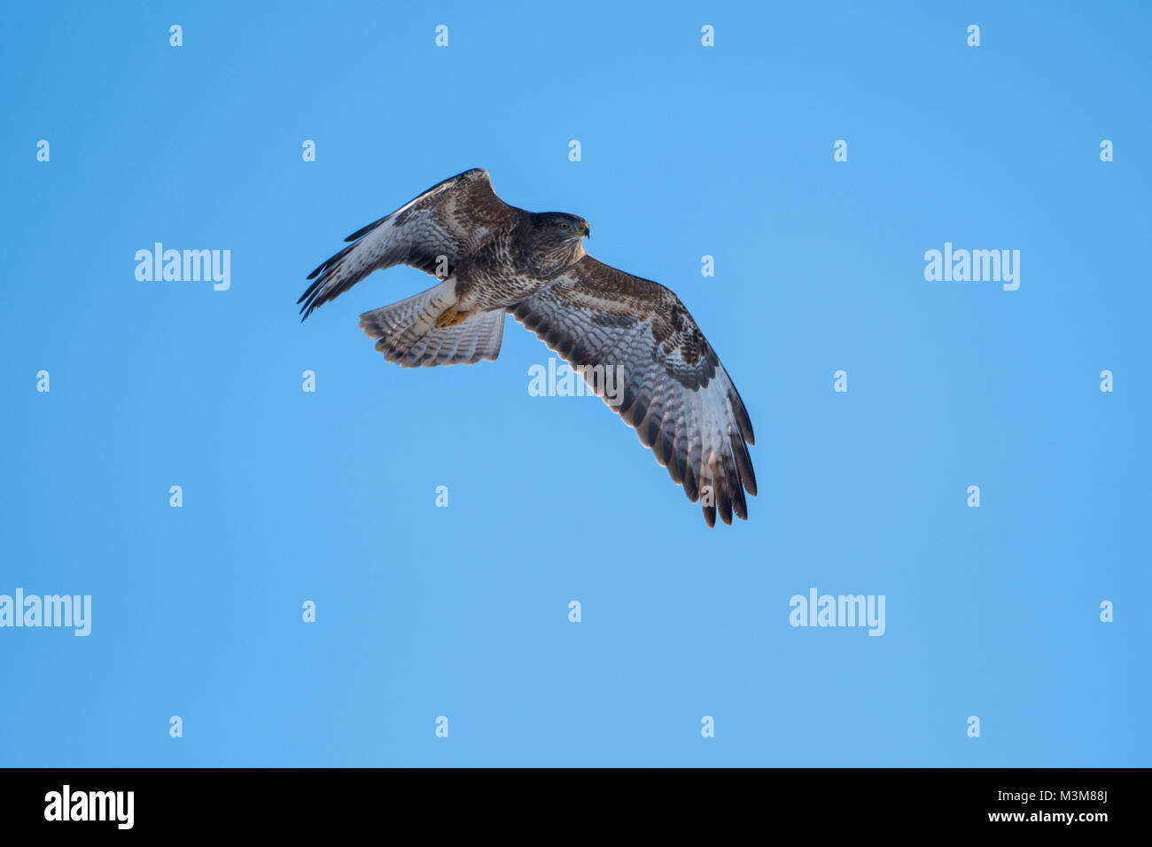 Une buse variable (Buteo buteo) en vol sur fond de ciel bleu montrant bon détail de plumes, Ross-Shire, Ecosse Banque D'Images