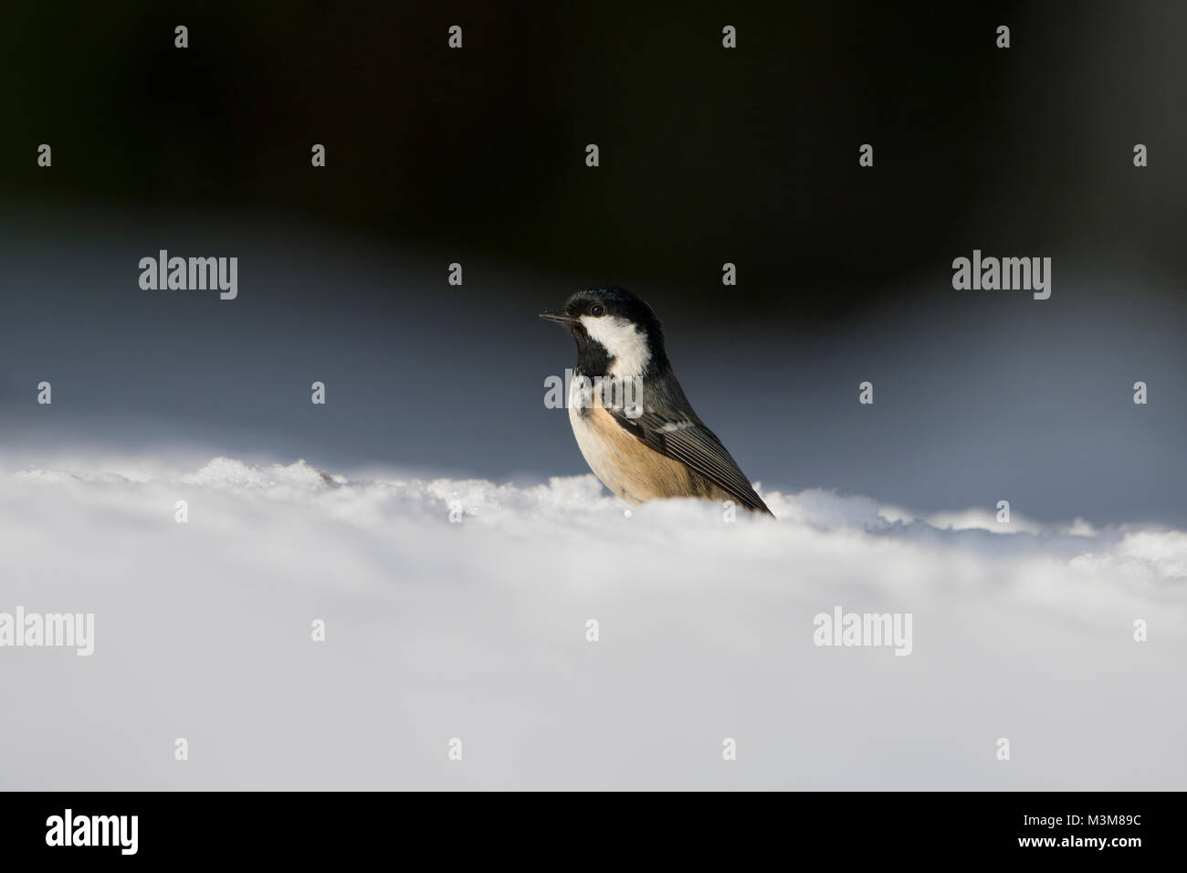 Seins (Periparus ater charbon) à la recherche de nourriture dans la neige, jardin, Ross-shire, Scotland, UK Banque D'Images