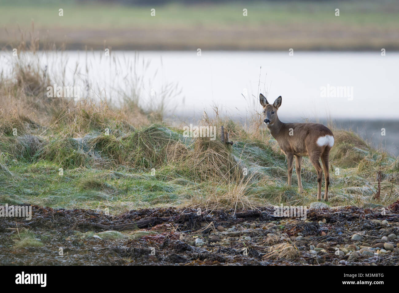 Une femelle Chevreuil (Capreolus capreolus) nourrir le long du littoral, Loch Fleet, Ecosse, Royaume-Uni Banque D'Images