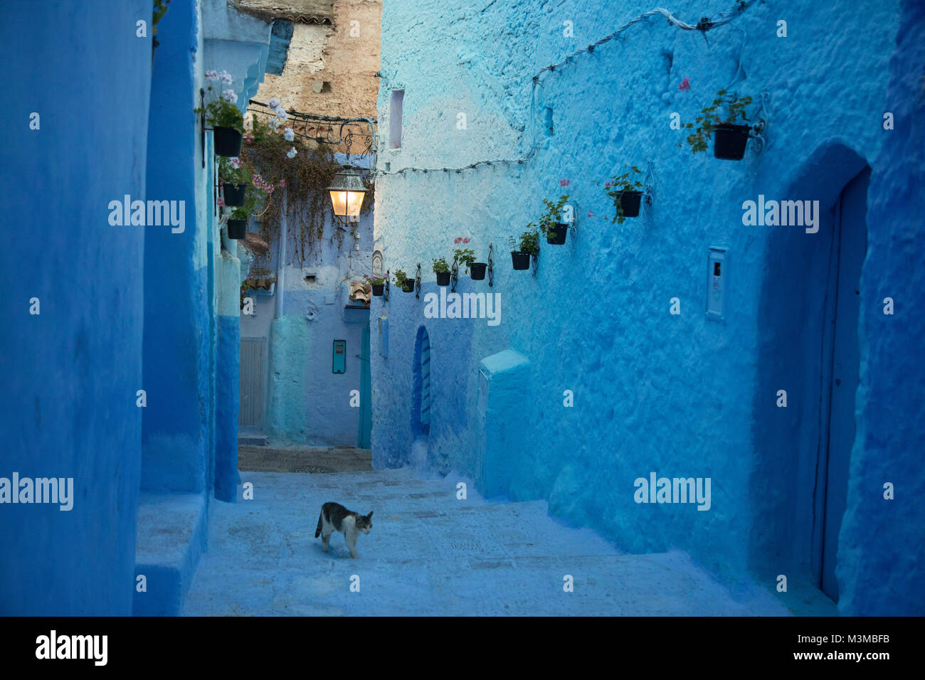 Maroc Chefchaouen Blue city cat en montant les escaliers de la rue des pots de plantes fleurs lumière lampe Banque D'Images