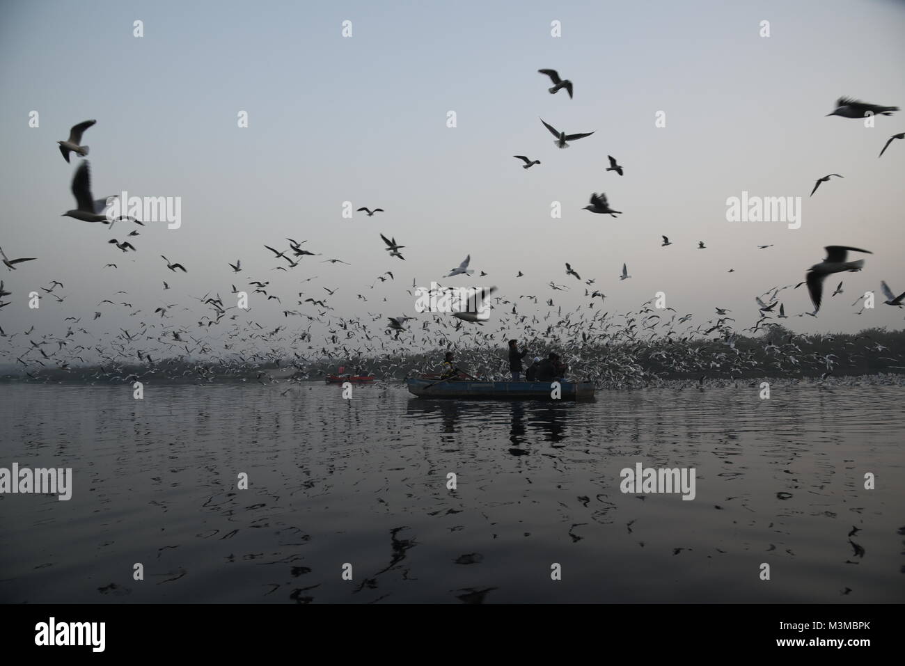 Infini de migrateurs Oiseaux Mouette Sibérie volent le matin avec le lever du soleil à Banque Yamuna river, Delhi, Inde, Asie Banque D'Images