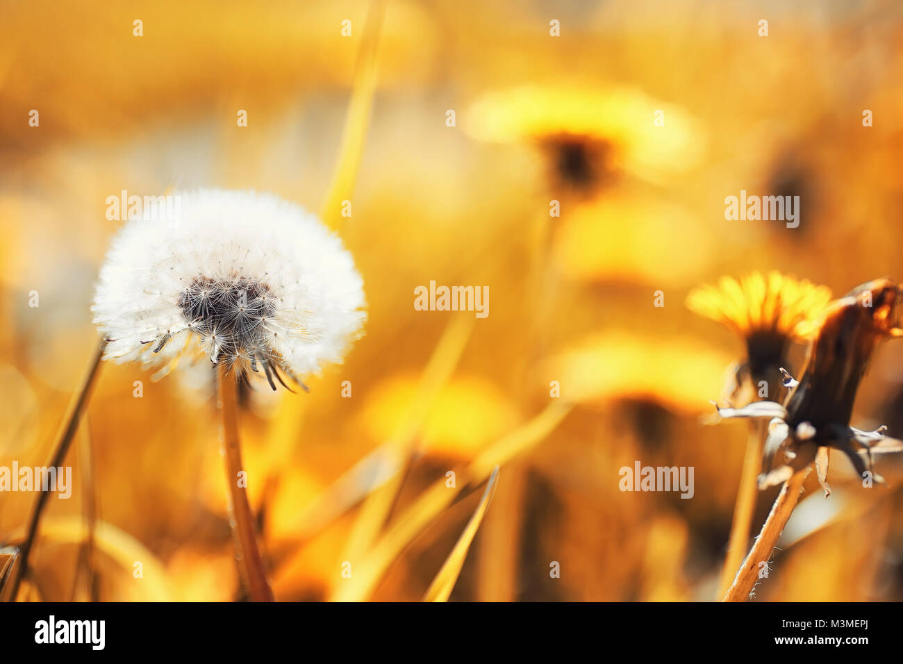 Nature de l'automne. Feuilles et avec les feuilles jaunes dans la p Banque D'Images Nature de l'automne. Feuilles et avec les feuilles jaunes dans la p Banque D'Images
