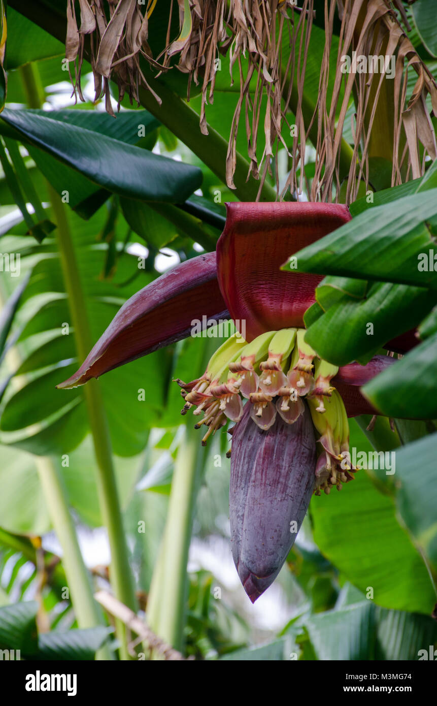 Fleur de bananier et bananes growing Banque D'Images