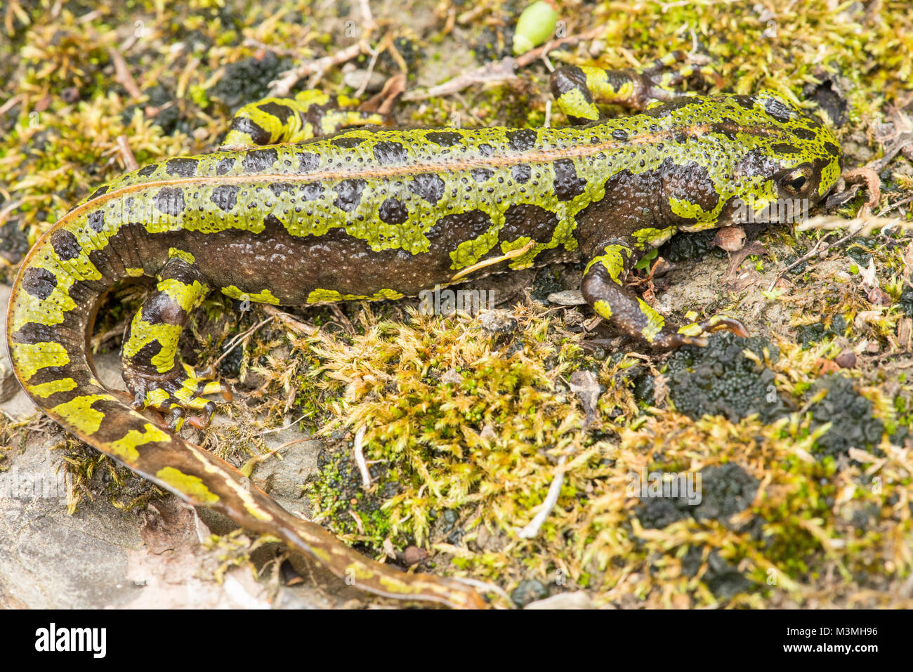 Marbled newt - une grande et belle espèce se trouvant à des altitudes en France et nord de l'Espagne (Picos de Europa ici). Les femelles ont un dos dénudé. Banque D'Images