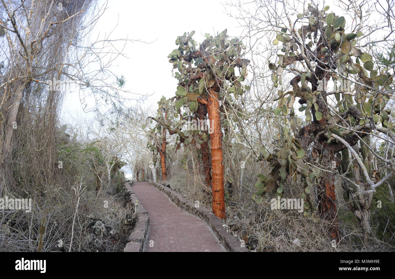 Des plantes énormes d'Opuntia ou figuier de Barbarie (Opuntia echios var. gigantea) poussent dans la zone aride de Santa Cruz parmi des arbustes épineux par le chemin pavé de à Banque D'Images