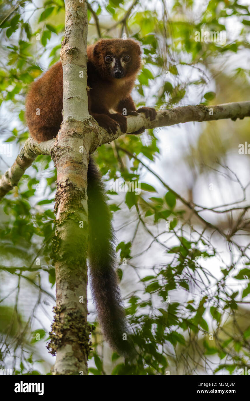 Red-bellied Lemur - l'Eulemur rubriventer, forêt tropicale de la côte est de Madagascar. Cute primat. Madagascar. endemite Banque D'Images