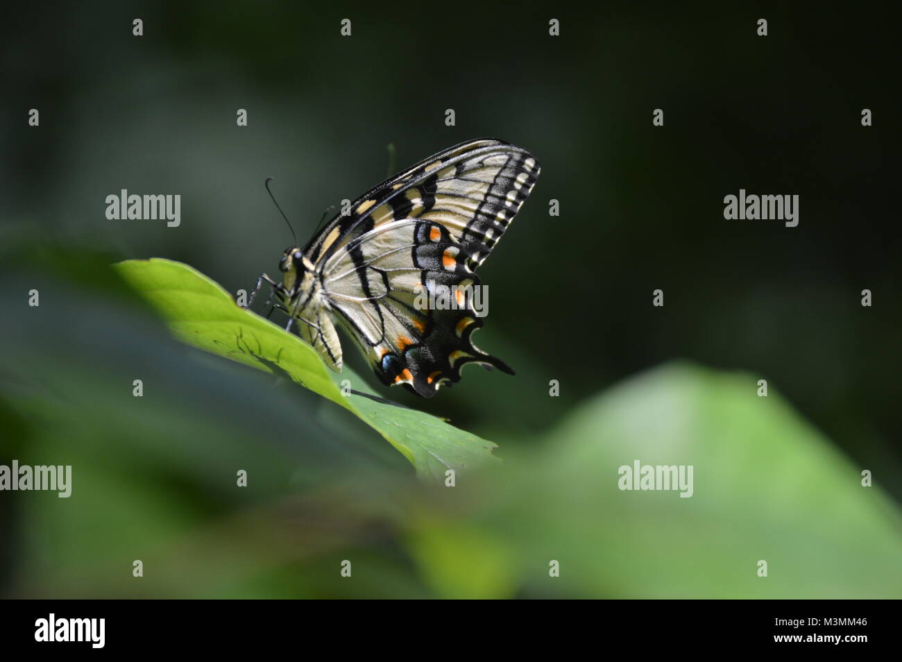 Un papillon jaune et orange assis sur une feuille verte avec une feuille verte floue au premier plan. Banque D'Images