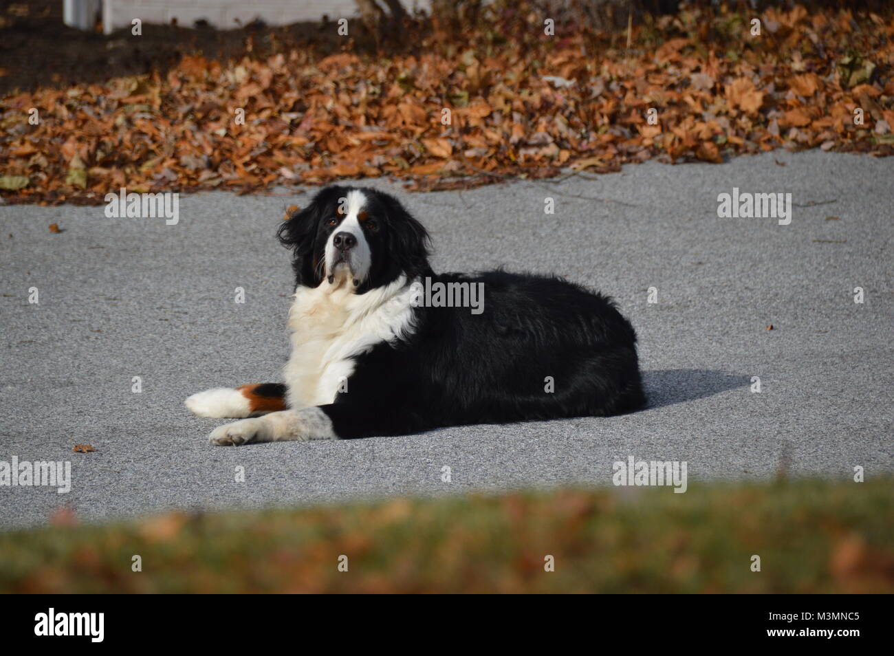 Un beau chien, allongé sur une entrée avec quelques feuilles de l'automne (saison) dans l'arrière-plan, et trouble de l'herbe au premier plan. Banque D'Images