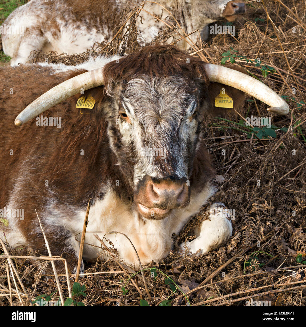 English Longhorn vache, UK Banque D'Images