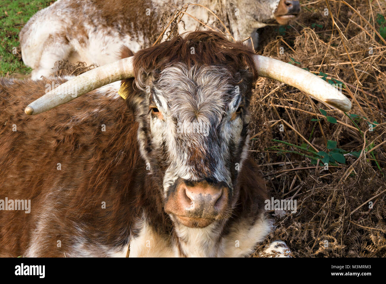 English Longhorn vache, UK Banque D'Images