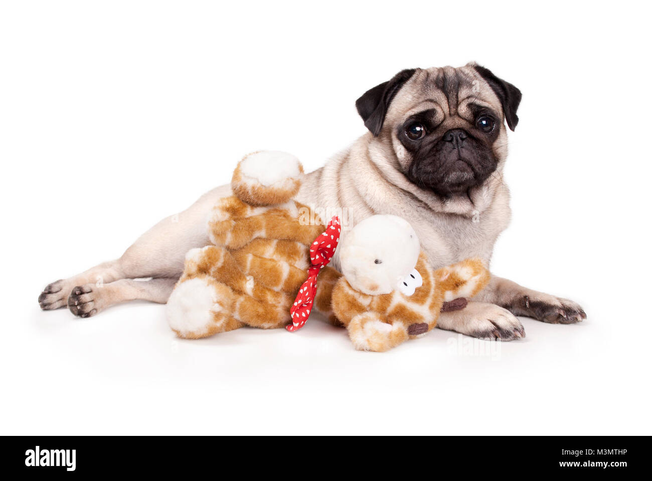 Le pug doux petit chien couché comme un modèle, à l'animal en peluche girafe, sur fond blanc Banque D'Images
