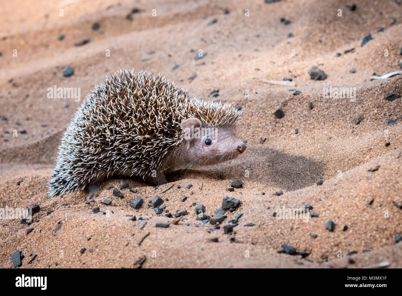 Le Tenrec marchant sur le sable, Ifaty, Madagascar Banque D'Images