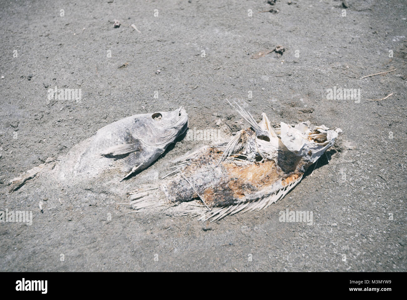Salton Sea Beach Bombay prises en 2015 Banque D'Images