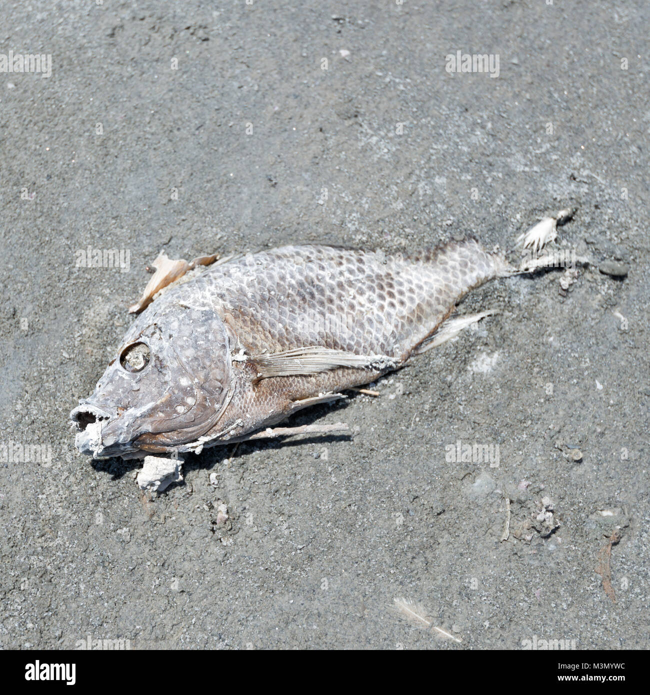 Salton Sea Beach Bombay prises en 2015 Banque D'Images