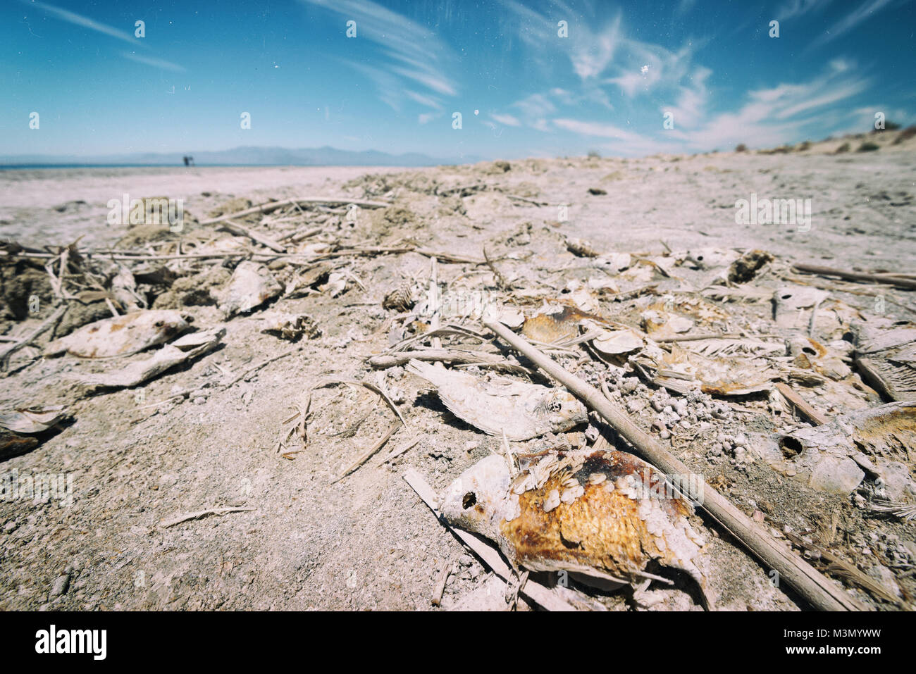 Salton Sea Beach Bombay prises en 2015 Banque D'Images