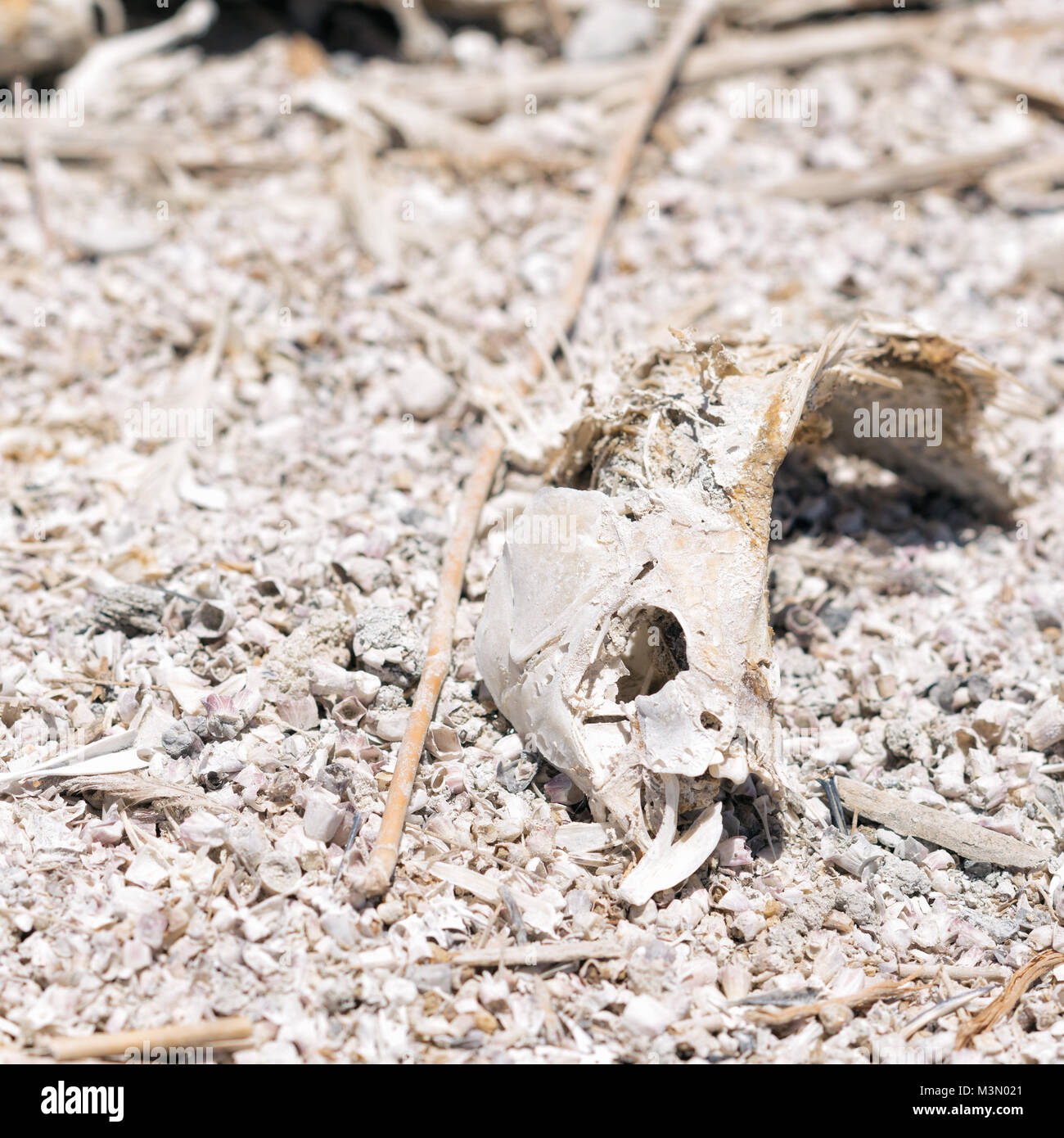 Salton Sea en Californie prises en 2015 Banque D'Images